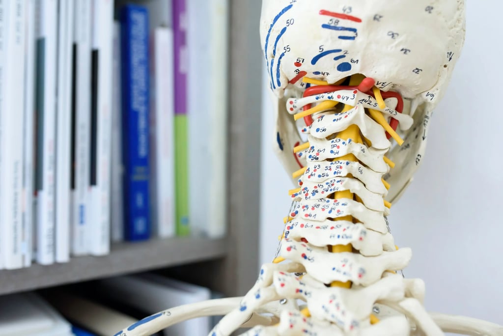 Orthopedic Surgery in Tijuana, Mexico 12 Close-up of an anatomical cervical spine model used by the best orthopedic surgeon in Tijuana to explain procedures to patients.