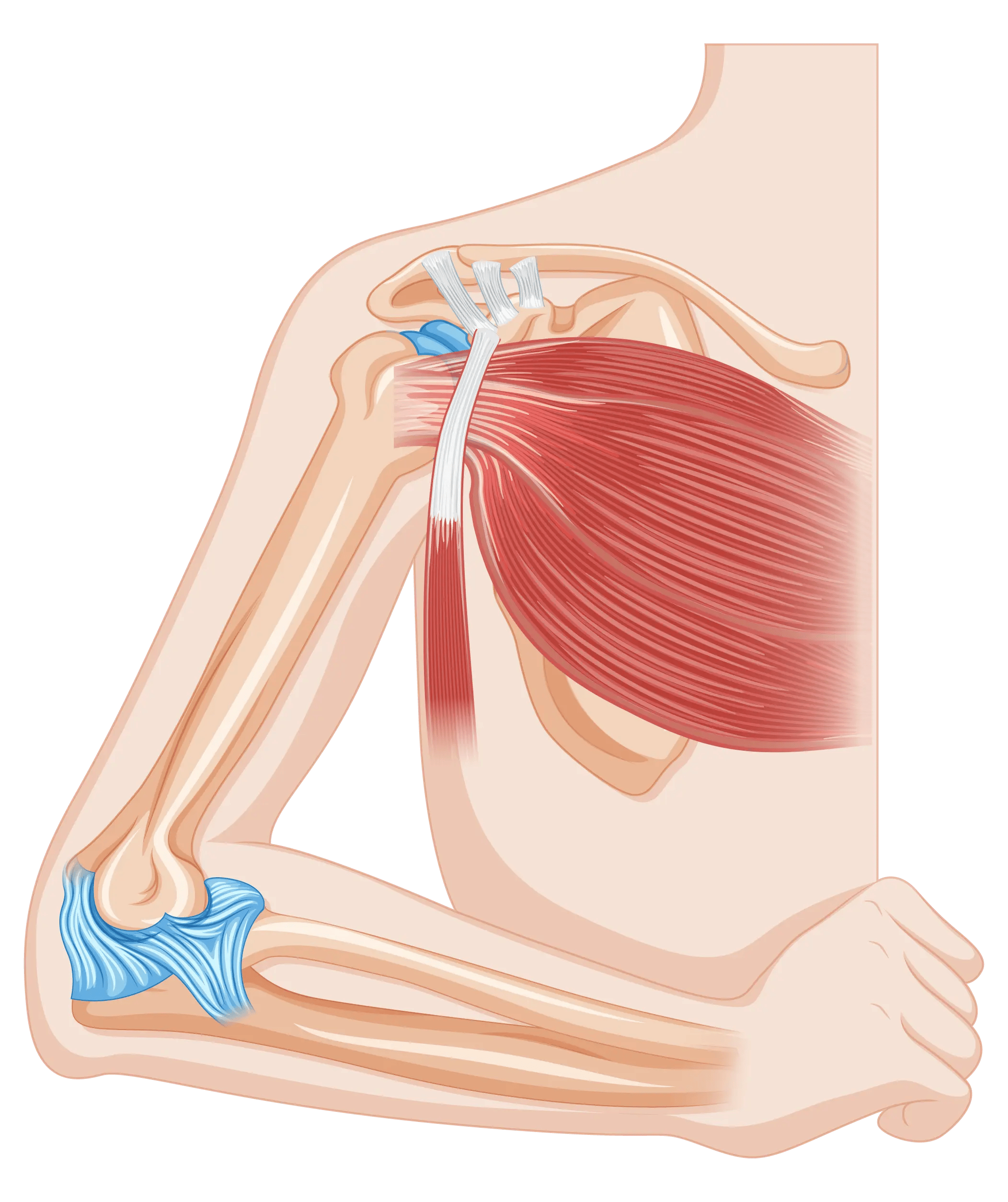 Rotator Cuff Repair in Tijuana, Mexico 17 Detailed medical illustration of the human shoulder anatomy and rotator cuff muscles.