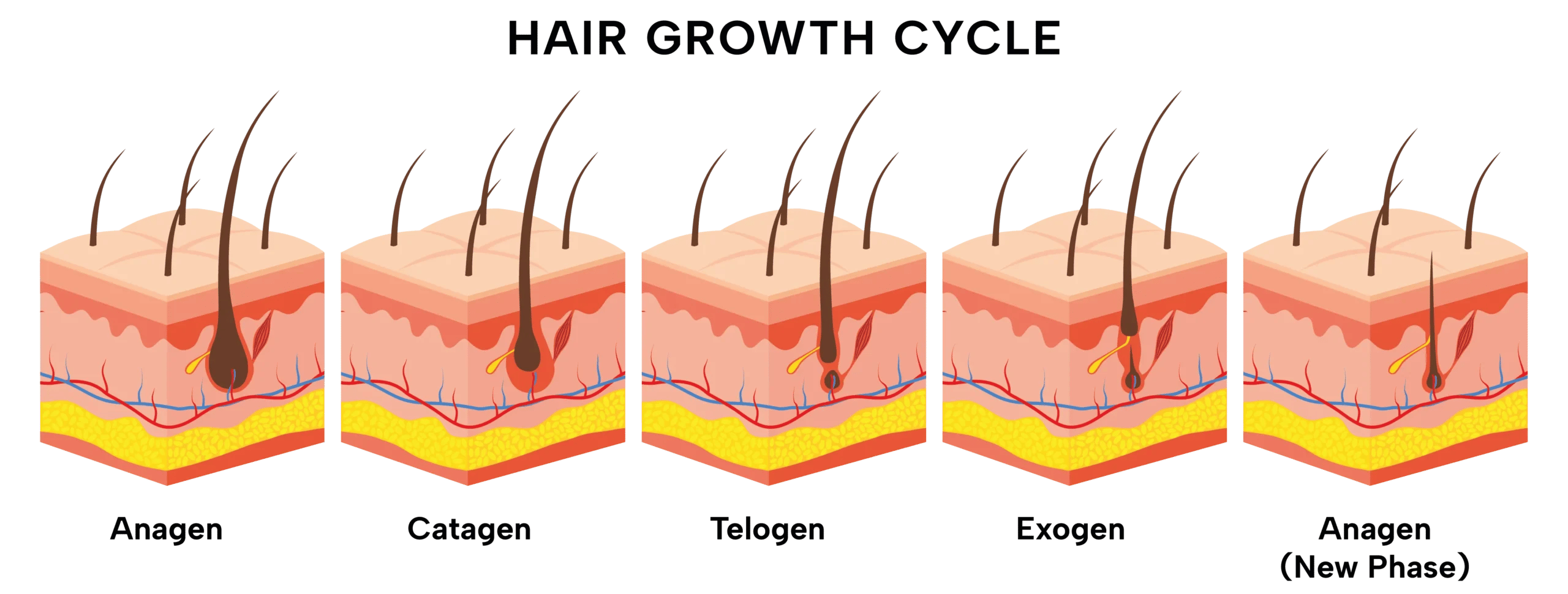 Hair Regrowth in Tijuana, Mexico 13 Diagram of the hair growth cycle including Anagen, Catagen, and Telogen phases, used by a hair regrowth specialist in Tijuana to explain regenerative medicine.