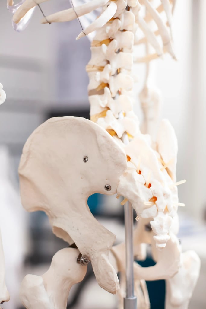 Spinal Fusion in Tijuana, Mexico 13 A close-up of a pelvic skeleton model used by a spinal surgeon in Tijuana to explain the spinal fusion procedure to patients.