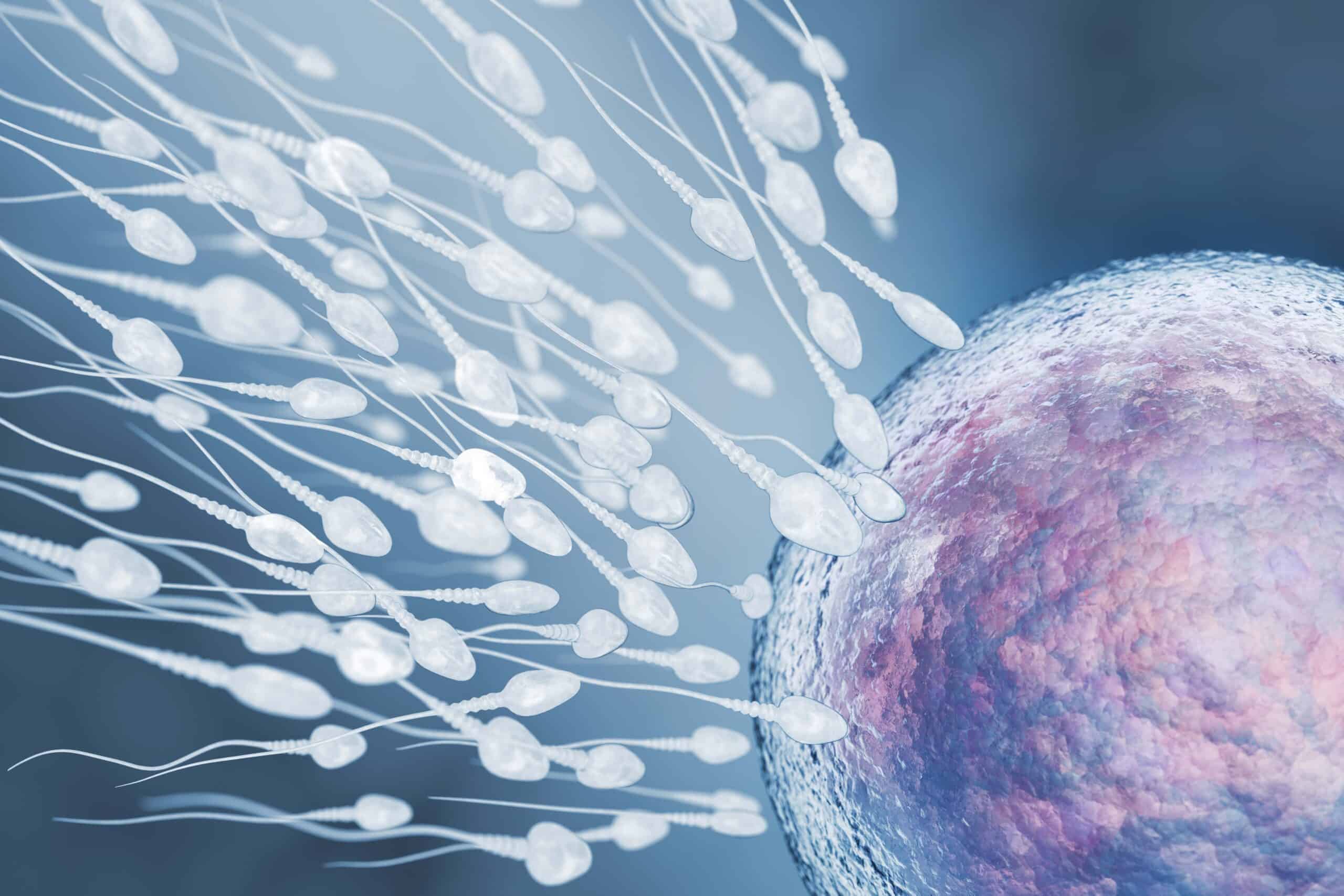 IVF in Tijuana, Mexico 12 Scientific illustration of sperm approaching an egg cell during fertilization, representing the advanced IVF technology in Mexico used by fertility specialists in Tijuana.