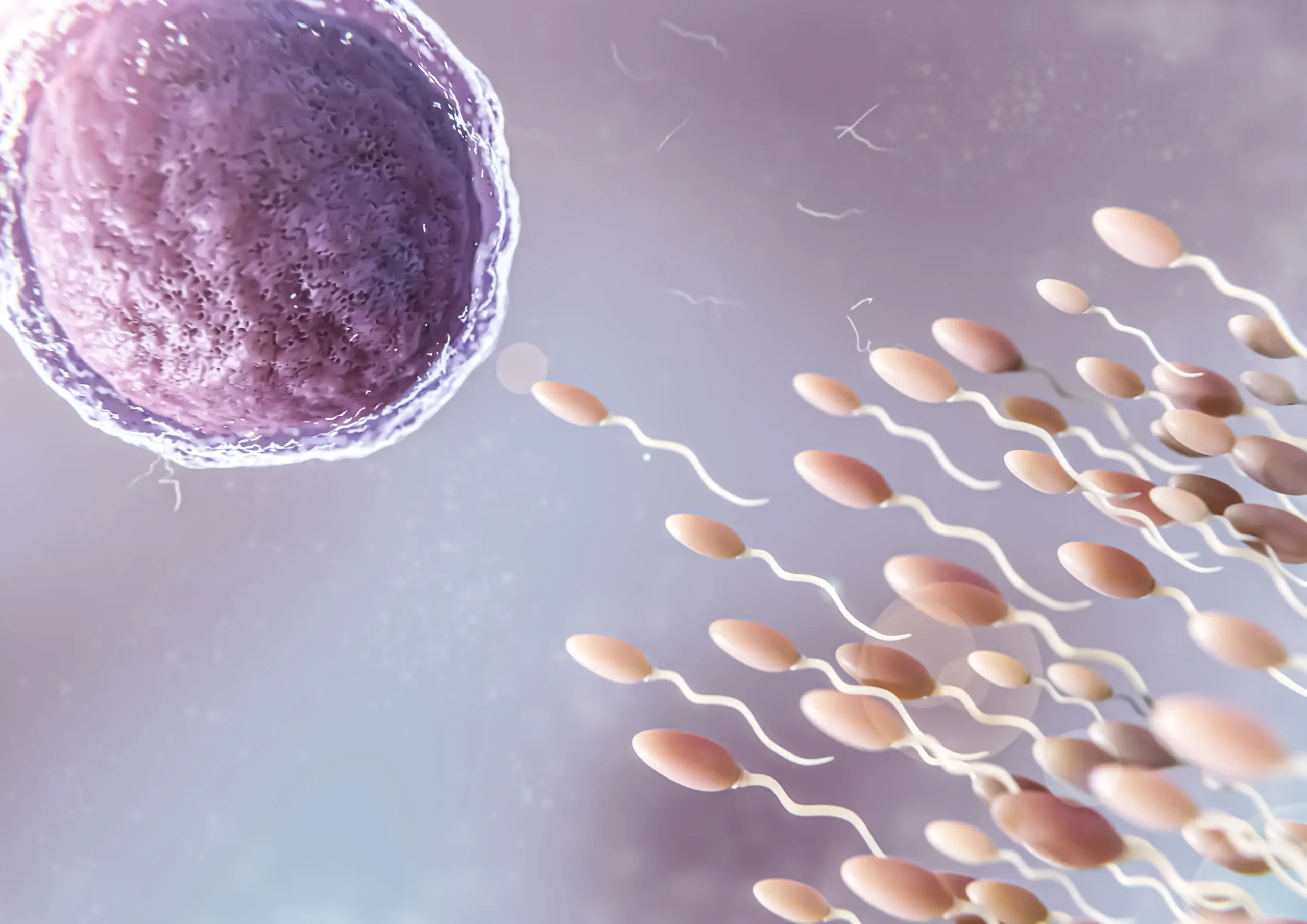 Fertility Clinics in Tijuana, Mexico 11 3D rendering of sperm fertilizing an egg, illustrating IVF in Tijuana and professional IUI Tijuana services at local fertility clinics.