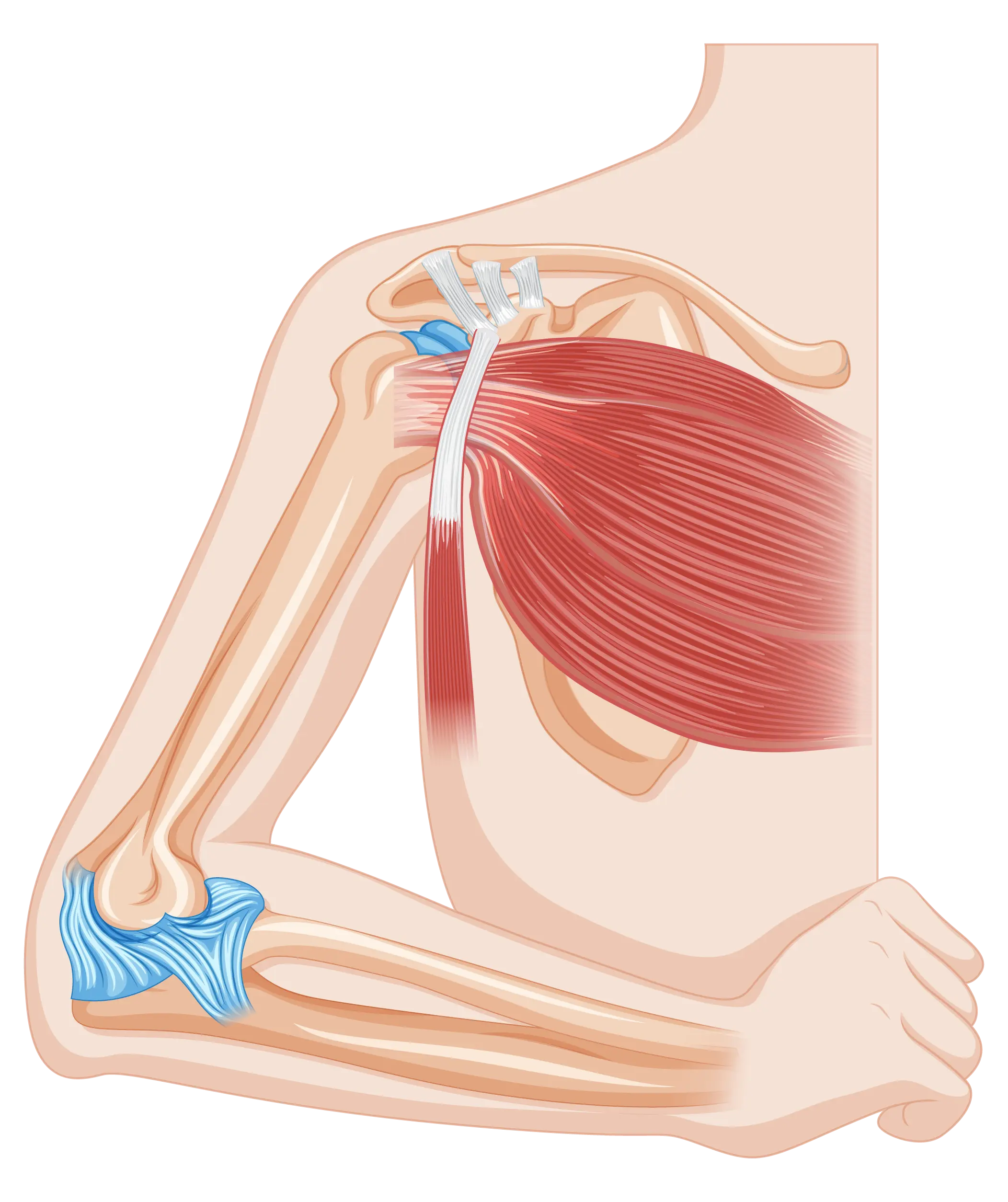 Rotator Cuff Repair in Tijuana, Mexico 17 Detailed medical illustration of the human shoulder anatomy and rotator cuff muscles.